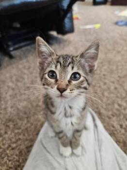 Twin -  Domestic Short Hair Cat for Adoption in Oceanside, California - Twin | PetCurious