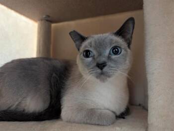 A884653 -  Siamese Cat for Adoption in Camarillo, California - A884653 | PetCurious