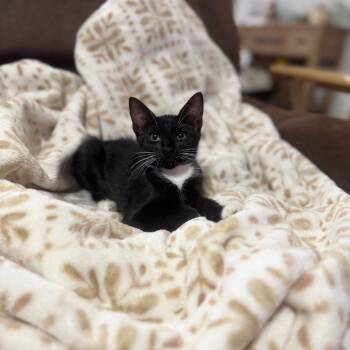 Jade -  Domestic Short Hair Cat for Adoption in Sarasota, Florida - Jade | PetCurious