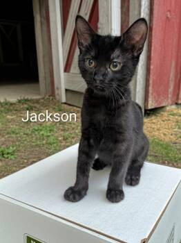 Jackson -  Domestic Short Hair Cat for Adoption in Jim Thorpe, Pennsylvania - Jackson | PetCurious