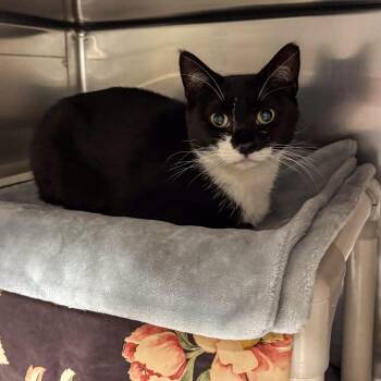 Yosemite -  Domestic Short Hair Cat for Adoption in Kennebunk, Maine - Yosemite | PetCurious