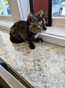 April -  Domestic Short Hair Cat for Adoption in Randolph, Massachusetts - April | PetCurious