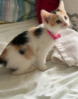 COSTCO HOTDOG -  Domestic Short Hair Cat for Adoption in Tustin, California - COSTCO HOTDOG | PetCurious