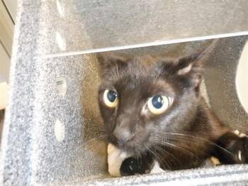 PUMPKIN -  Domestic Short Hair Cat for Adoption in San Jose, California - PUMPKIN | PetCurious