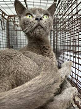 A657747 -  Domestic Short Hair Cat for Adoption in Houston, Texas - A657747 | PetCurious