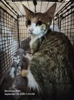 MINX -  Domestic Short Hair Cat for Adoption in San Antonio, Texas - MINX | PetCurious