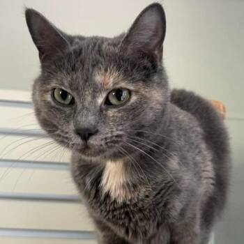 Cookie Crumble Frappuccino -  Domestic Short Hair Cat for Adoption in New Philadelphia, Ohio - Cookie Crumble Frappuccino | PetCurious