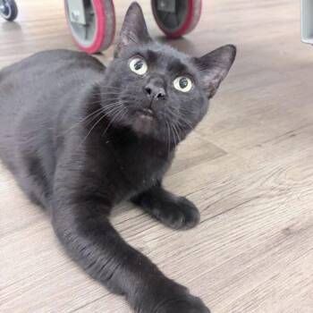 Katrese -  Domestic Short Hair Cat for Adoption in Knoxville, Tennessee - Katrese | PetCurious