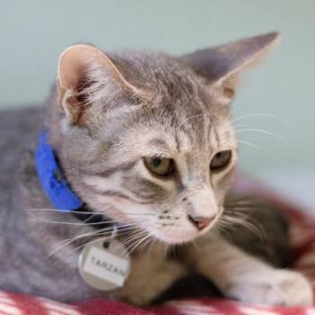Tarzan -  Domestic Short Hair Cat for Adoption in Hot Springs, Arkansas - Tarzan | PetCurious