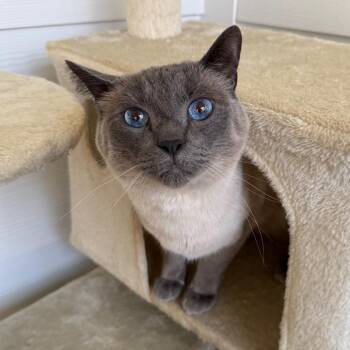 Domestic Short Hair Cats Available for Adoption - Indikah "Indie" | PetCurious