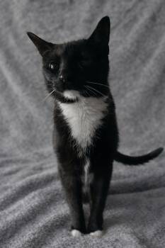 Domestic Short Hair Cats Available for Adoption in Carrollton, Virginia - Vega | PetCurious