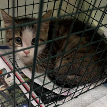 Bruno -  Domestic Short Hair Cat for Adoption in Ringtown, Pennsylvania - Bruno | PetCurious