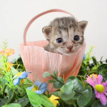 Rescue Domestic Short Hair Cats for Adoption in Huntersville, North Carolina - Tess | PetCurious