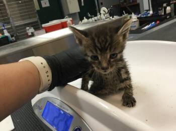 Domestic Short Hair Cats Available for Adoption in Thousand Palms, California - RAMYEON | PetCurious