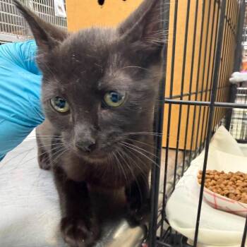 Walter 26-07-127 -  Domestic Short Hair Cat for Adoption in Bastrop, Texas - Walter 26-07-127 | PetCurious