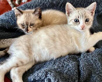 Rollie (bonded with Chickadee) -  Siamese Cat for Adoption in San Francisco, California - Rollie (bonded With Chickadee) | PetCurious