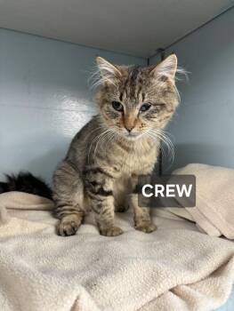 Rescue Tabby Cats for Adoption in Windom, Minnesota - Crew | PetCurious