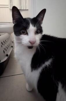 Rescue Domestic Short Hair Cats for Adoption in Ontario, Oregon - 25-198 (Big Guy) | PetCurious