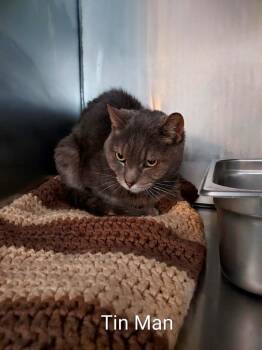 Domestic Short Hair Cats Available for Adoption in Pine Grove, Pennsylvania - Tin Man | PetCurious