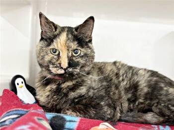Domestic Short Hair Cats Available for Adoption in Brentwood, Missouri - FLOWER | PetCurious