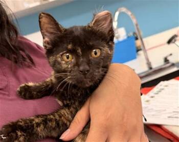 LUMP -  Domestic Short Hair Cat for Adoption in Rowlett, Texas - LUMP | PetCurious