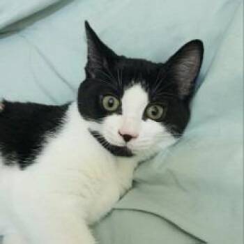 Hug Bug -  Domestic Short Hair Cat for Adoption in Lakeland, Florida - Hug Bug | PetCurious