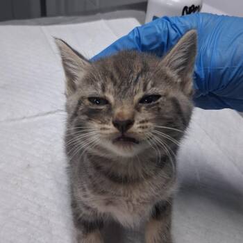 Sasha -  Domestic Short Hair Cat for Adoption in Summerville, South Carolina - Sasha | PetCurious