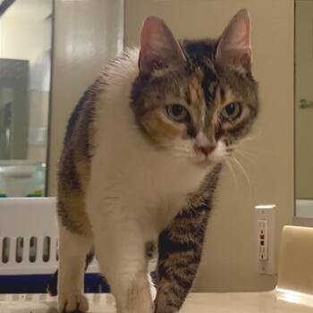 Mia -  Domestic Short Hair Cat for Adoption in Beaverton, Oregon - Mia | PetCurious