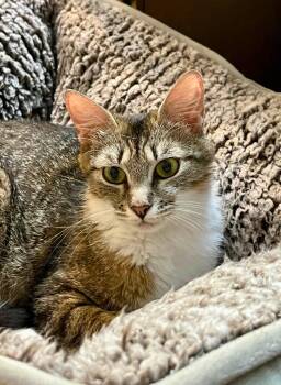Brooklyn -  Domestic Short Hair Cat for Adoption in Enfield, Connecticut - Brooklyn | PetCurious