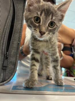 Domestic Short Hair Cats Available for Adoption in Palmetto, Florida - A136411 | PetCurious