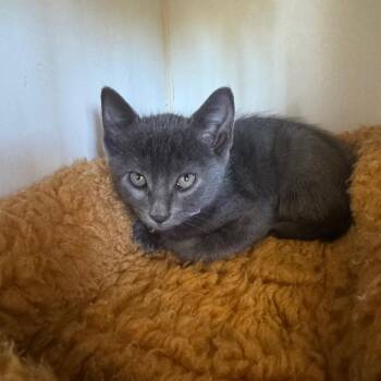 Rambler -  Domestic Short Hair Cat for Adoption in Buellton, California - Rambler | PetCurious