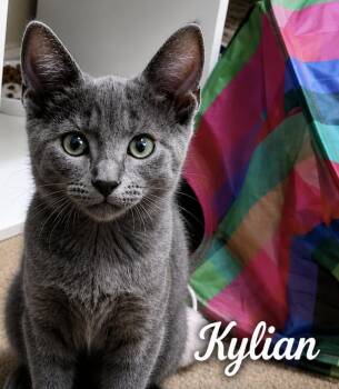 Kylian and Lionel -  Tabby Cat for Adoption - Kylian And Lionel | PetCurious