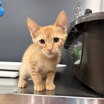 Howdy Doody -  Domestic Short Hair Cat for Adoption in Livingston, Texas - Howdy Doody | PetCurious