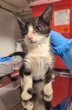 Thornburg -  Domestic Short Hair Cat for Adoption in Fresno, California - Thornburg | PetCurious