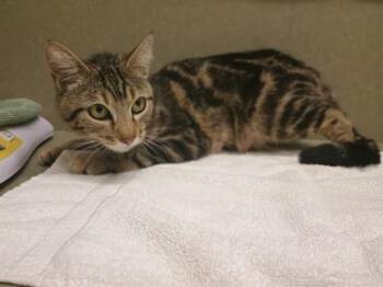 Domestic Short Hair Cats Available for Adoption in Moreno Valley, California - A550652 | PetCurious