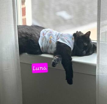 Luna -  Domestic Long Hair Cat for Adoption in Jessup, Maryland - Luna | PetCurious
