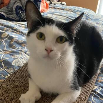 Rescue Domestic Short Hair Cats for Adoption in Irvine, California - Croquet | PetCurious