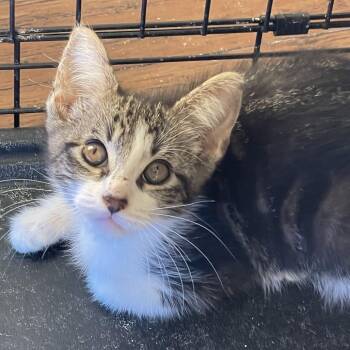 Domestic Medium Hair Cats Available for Adoption - Steely Dan | PetCurious