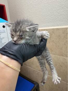 Matcha -  Domestic Short Hair Cat for Adoption in Hobbs, New Mexico - Matcha | PetCurious