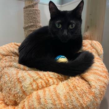 Rescue Domestic Short Hair Cats for Adoption in Chicago, Illinois - Montserrat | PetCurious