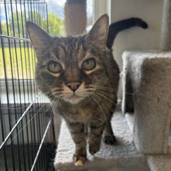 Annie -  Tabby Cat for Adoption in Bonners Ferry, Idaho - Annie | PetCurious
