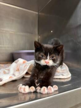 Benji -  American Shorthair Cat for Adoption in Plymouth, Connecticut - Benji | PetCurious