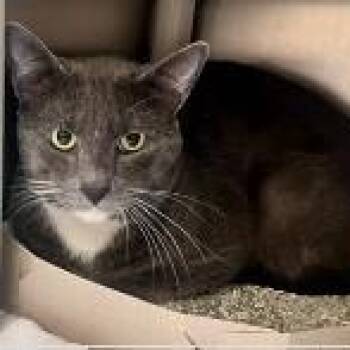 Domestic Short Hair Cats Available for Adoption in St. Augustine, Florida - Foxy | PetCurious