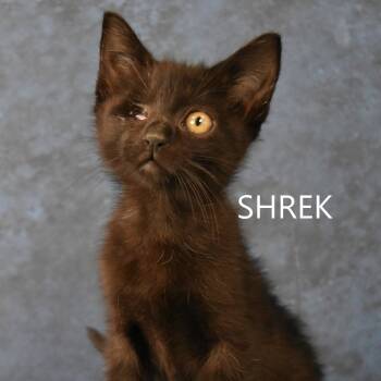 Rescue Domestic Short Hair Cats for Adoption in Yuma, Arizona - Shrek | PetCurious