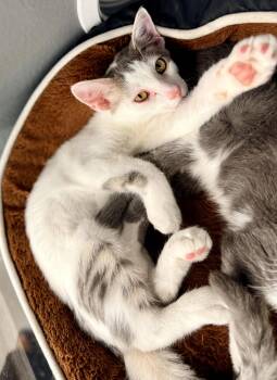 Gypsy -  Domestic Short Hair Cat for Adoption in St. Cloud, Florida - Gypsy | PetCurious