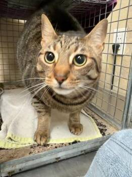 Missy -  Domestic Short Hair Cat for Adoption in Honolulu, Hawaii - Missy | PetCurious