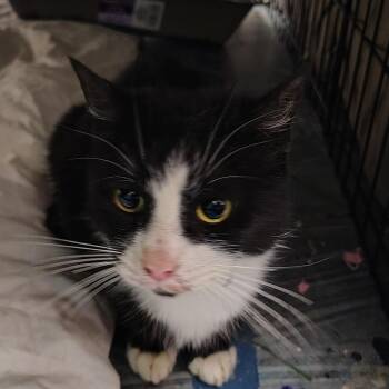 Lusia -  Domestic Short Hair Cat for Adoption in Coos Bay, Oregon - Lusia | PetCurious