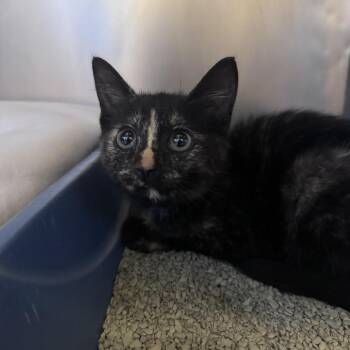 Sylveon -  Domestic Short Hair Cat for Adoption in South Haven, Michigan - Sylveon | PetCurious