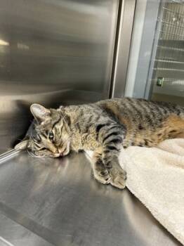 Rescue Domestic Medium Hair and Domestic Short Hair Cats for Adoption in Fort Worth, Texas - Cat 3 | PetCurious