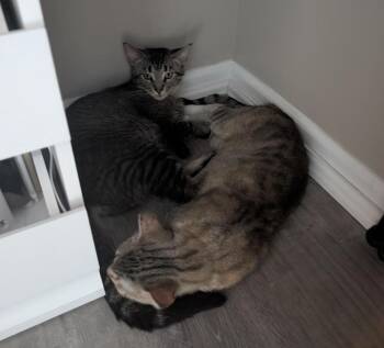 Faith Hill & Carrie Underwood -  Maine Coon Cat for Adoption in Cincinnati, Ohio - Faith Hill & Carrie Underwood | PetCurious